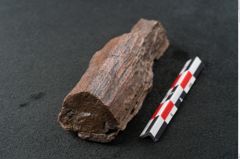 Foto (Seitenansicht) von Plantae indet.  (NHMW-GEO-2024-0188-11528)